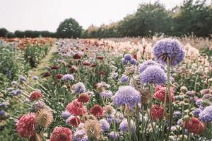 Hoofdafbeelding © Lilly carreras via Getty Images